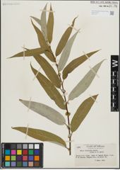 Foto von Salix lasiandra Benth.